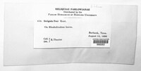 Strigula feei image